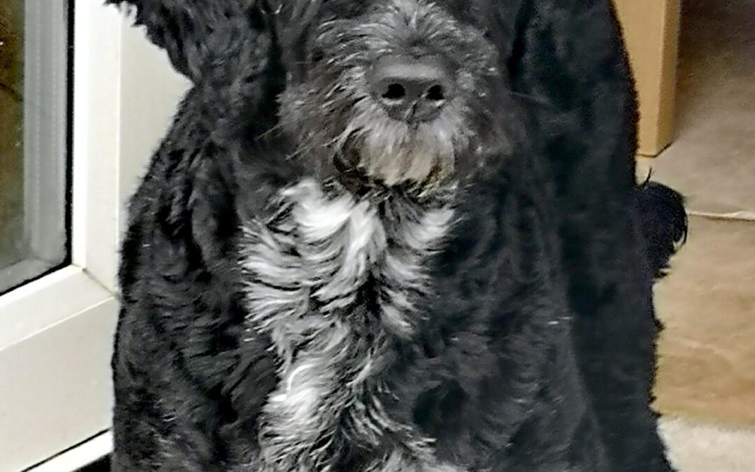 Sheba - Cockapoo (F) - Starfish Dog Rescue