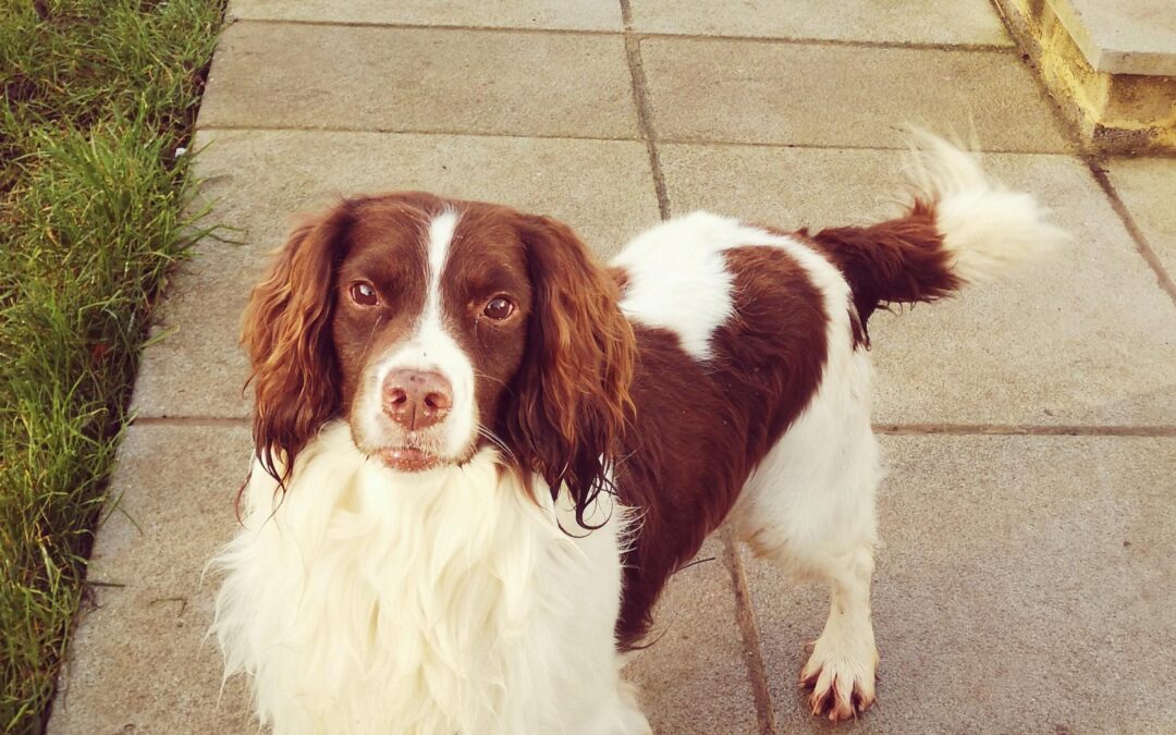 Bramble - Springer Spaniel - (M) - Starfish Dog Rescue
