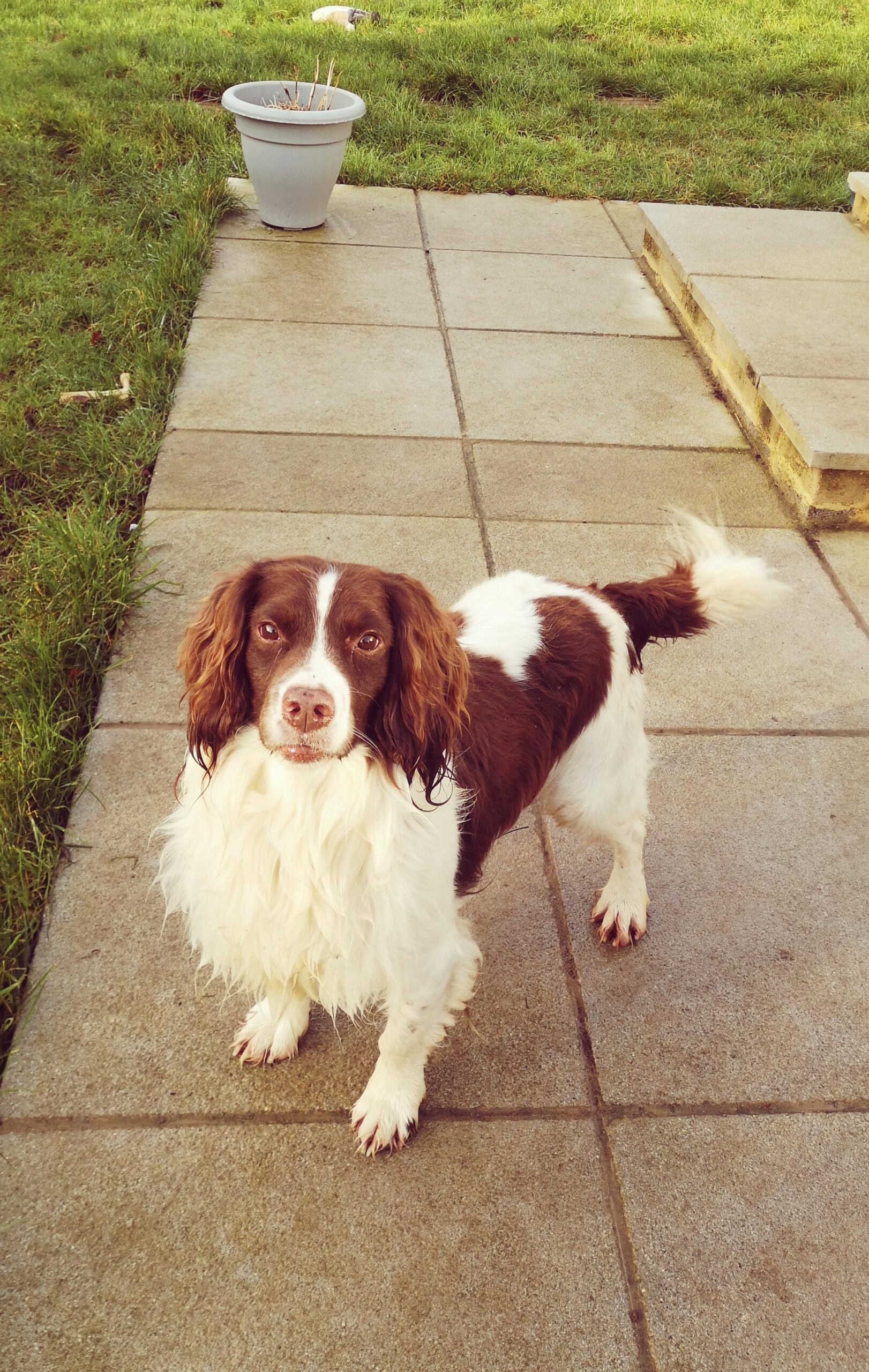 Bramble - Springer Spaniel - (M) - Starfish Dog Rescue