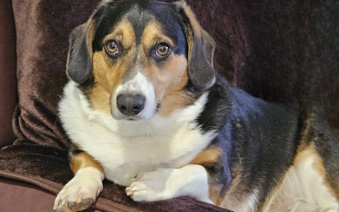 Taffy –  Corgi/Dachshund – (M)