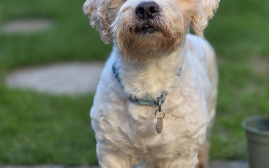 Benji – Westie x Lhasa Apso – (M)