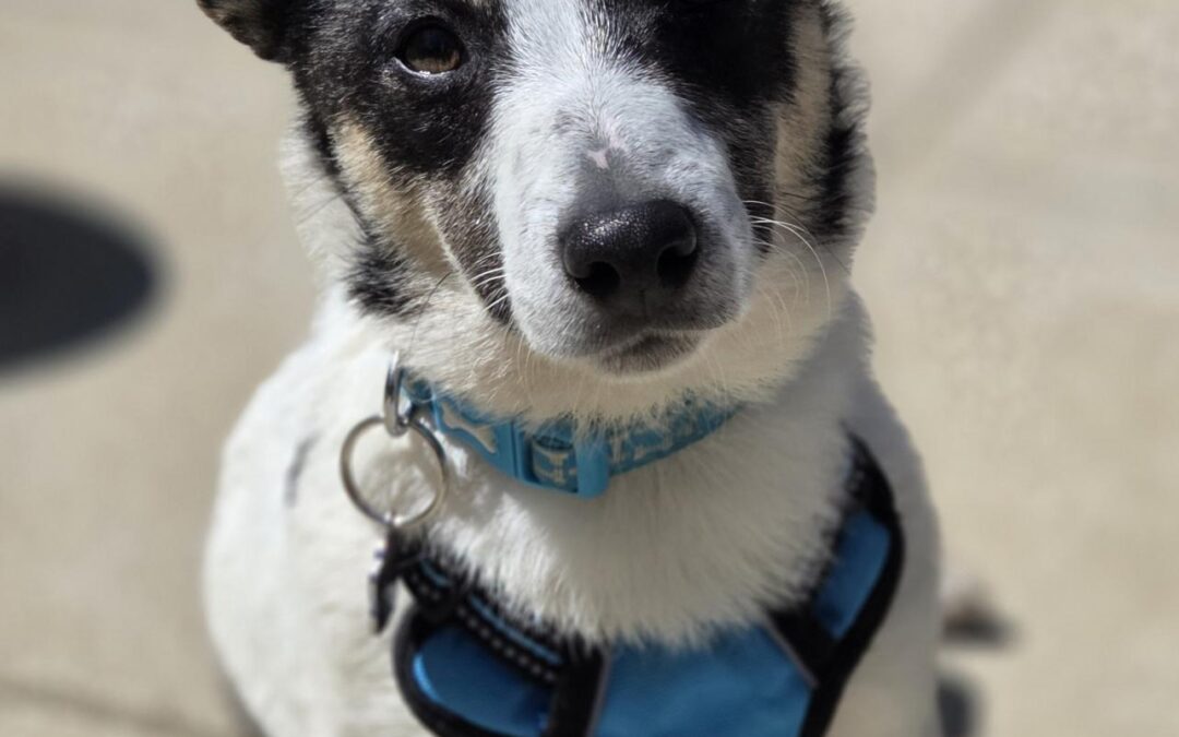 Finn – Jack Russell Type Terrier – (M)