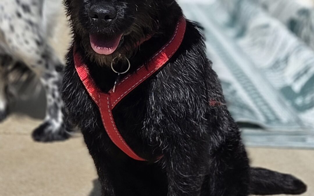 Hattie – Patterdale Terrier x Spaniel (We think )- (F)