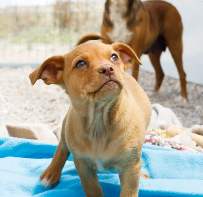 Susie – Crossbreed – (F)