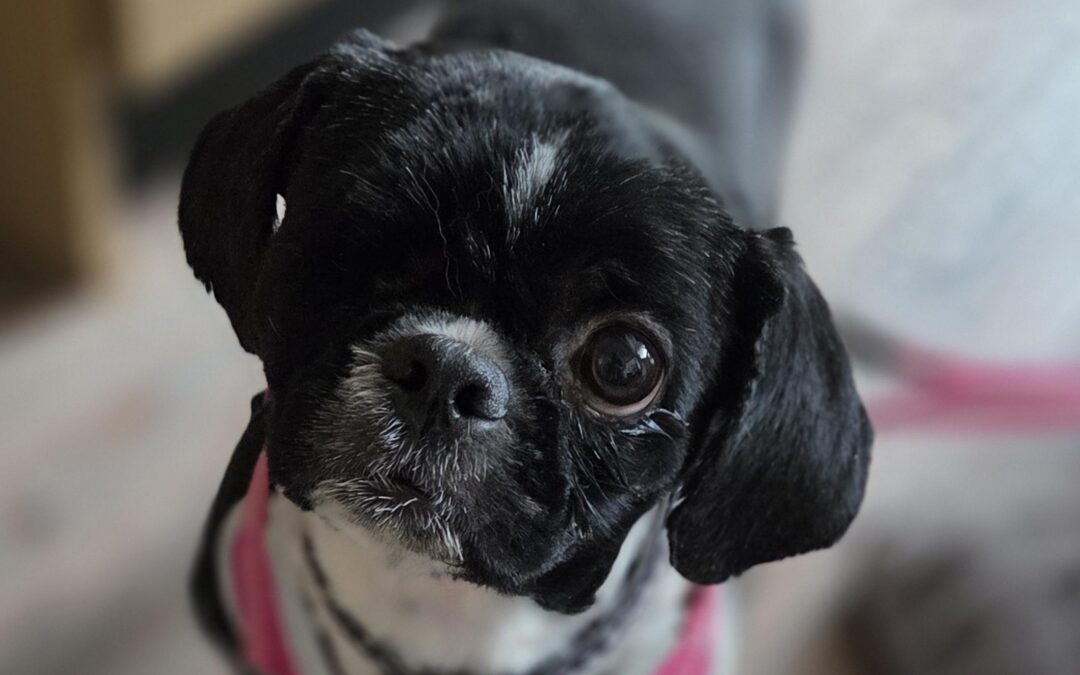 Bella – Shih Tzu – (F)