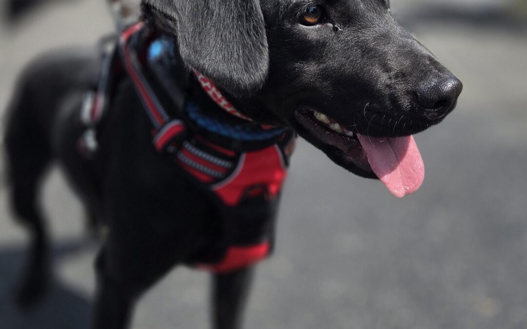 Cilla – Crossbreed – (F)