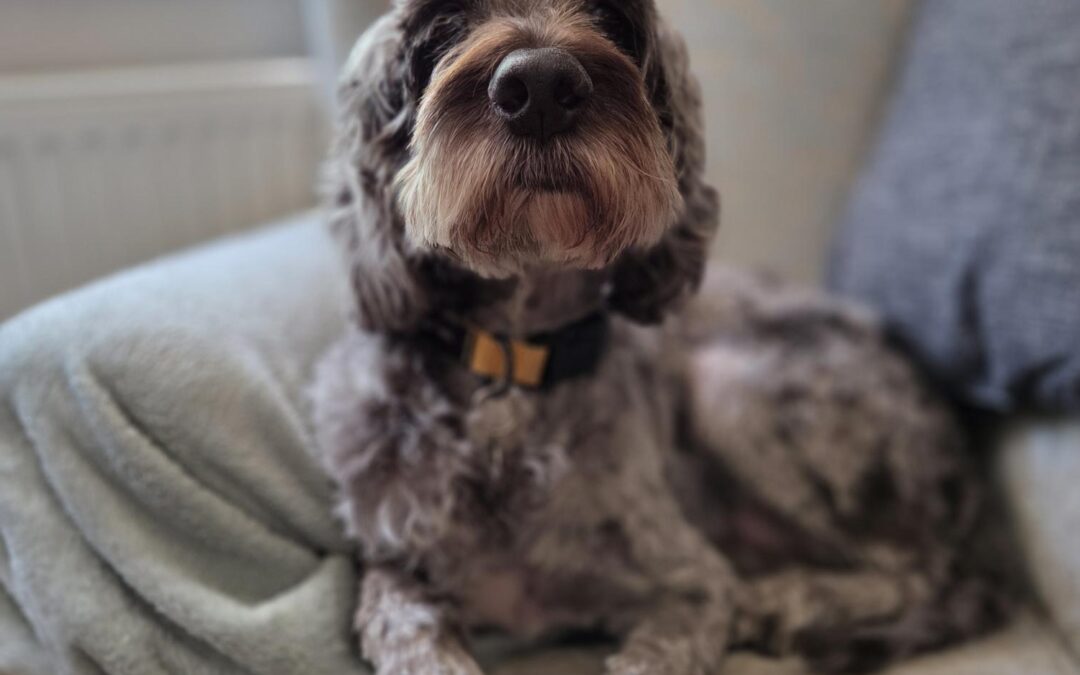 Cookie – Cockapoo – (M)