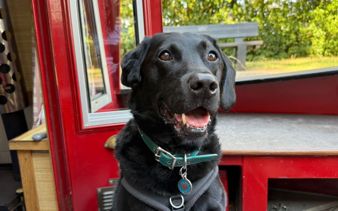 Lark – Labrador – (M)