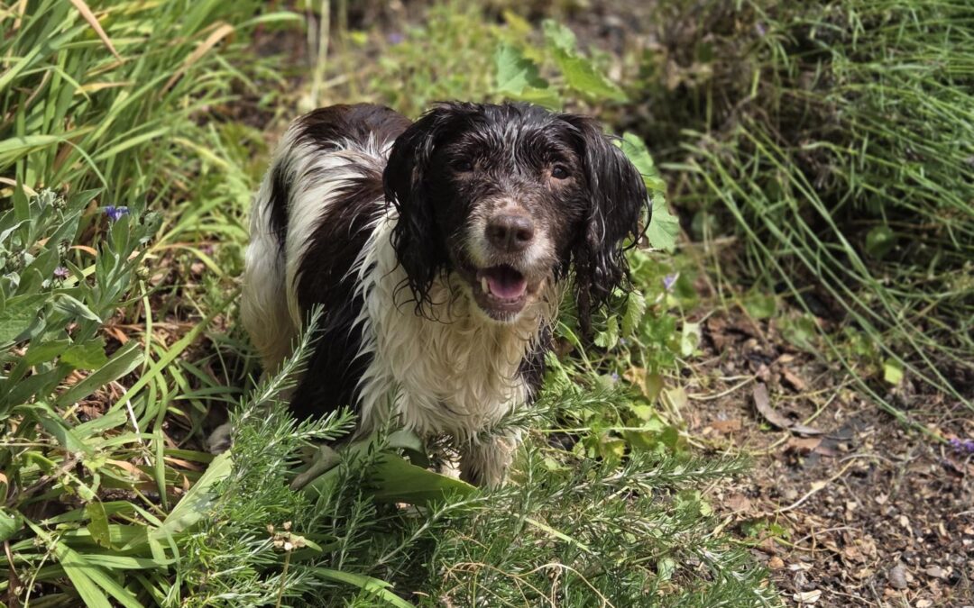 Maddie – Springer Spaniel – (F)