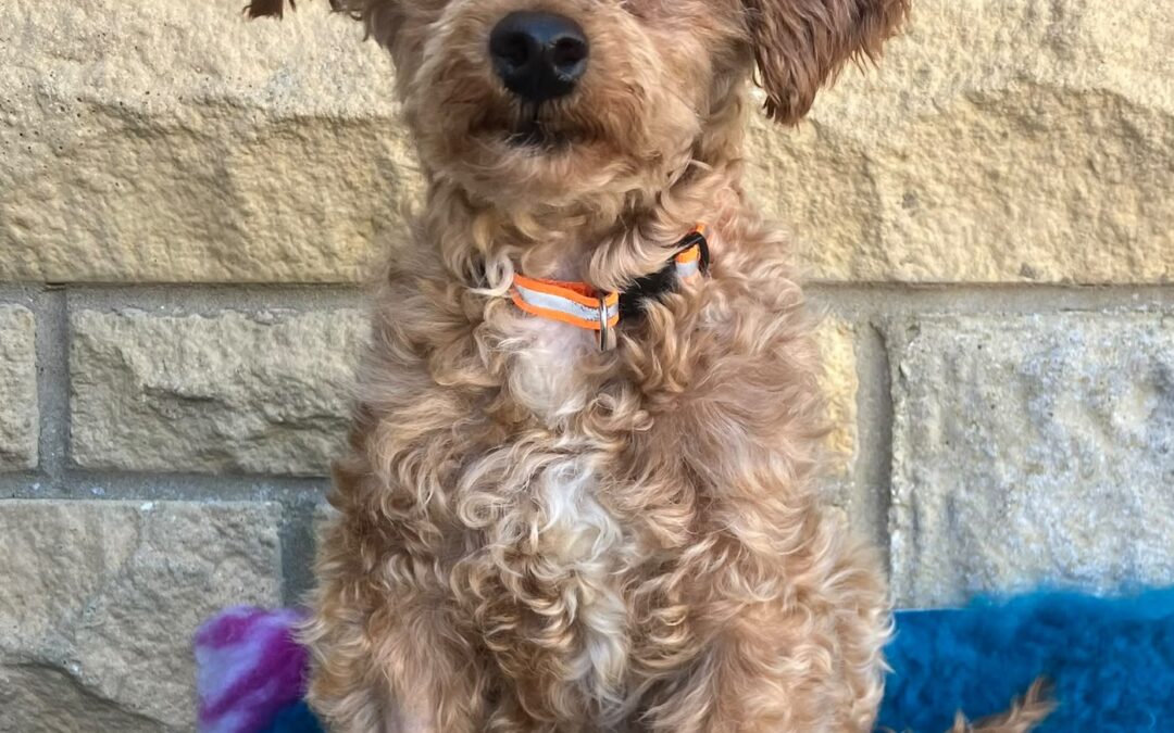 Sebastian – Toy  Poodle – (M)