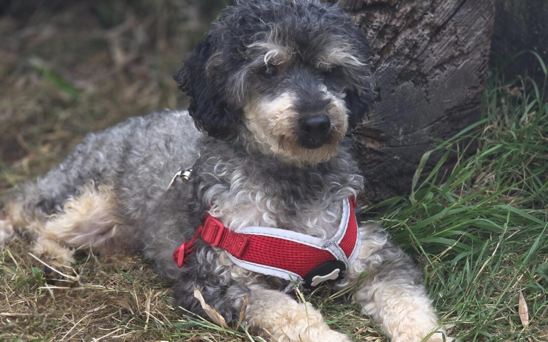 Theo – Poodle – (M)