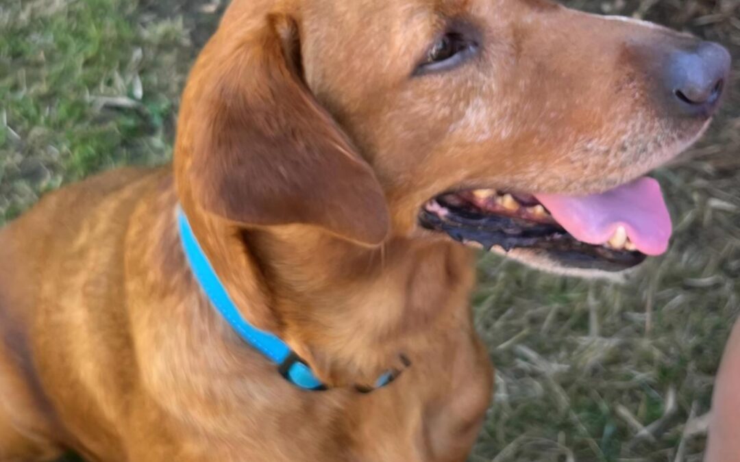 Winston – Labrador – (M)