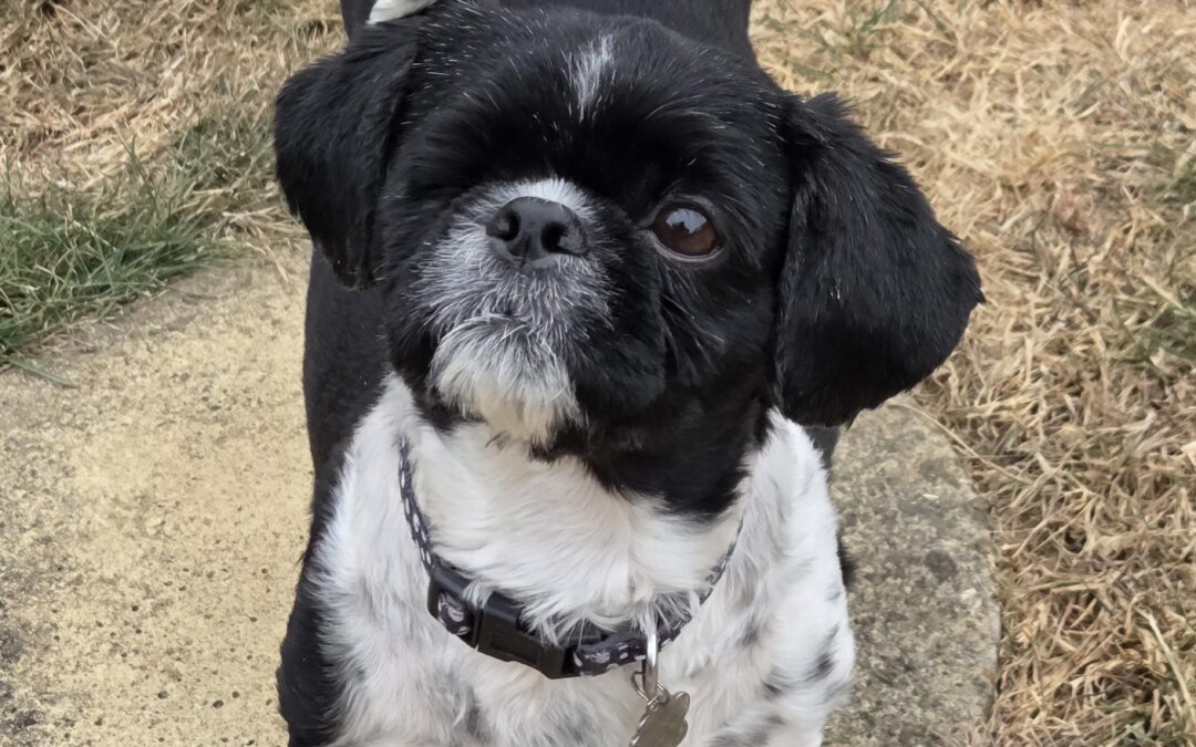 Bella – Shih Tzu – (F)