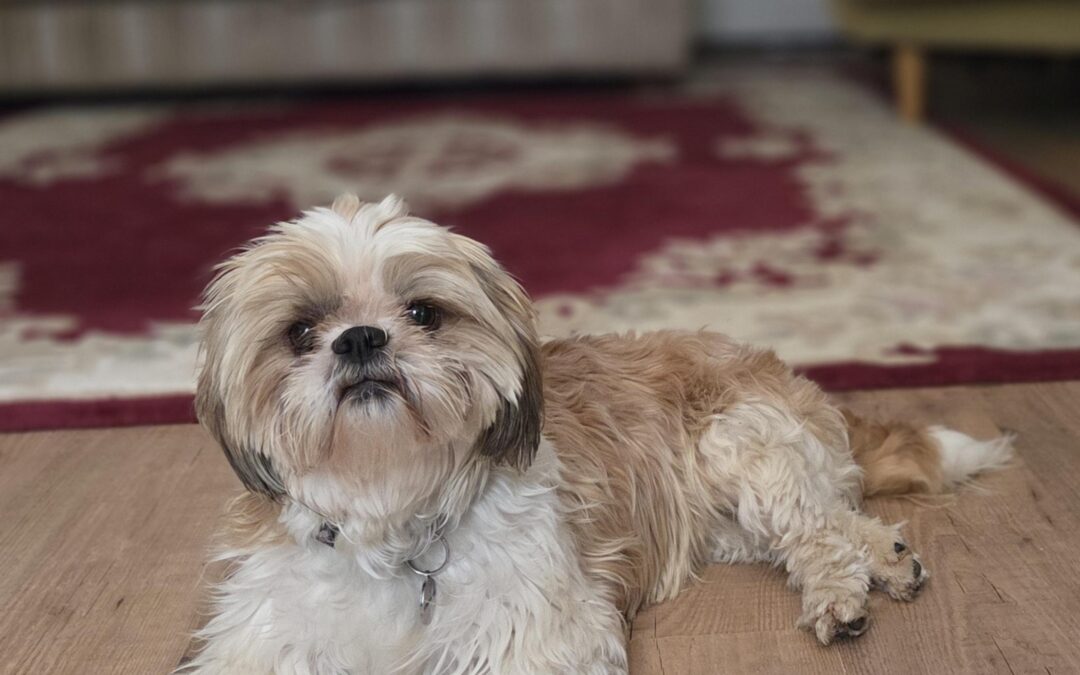 Maisie – Shih Tzu – (F)