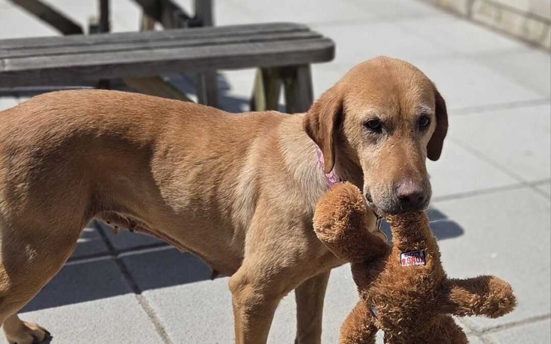 Meg- Labrador – (F)