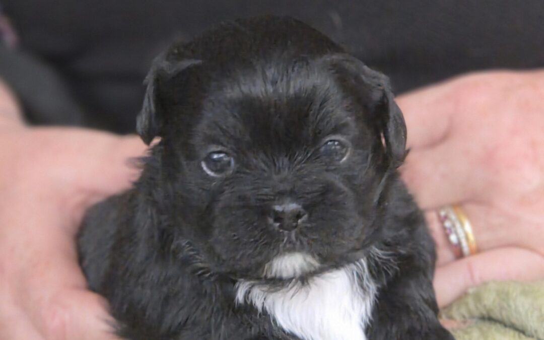 Donny, Kenny and Jolene – Shih Tzu Puppies