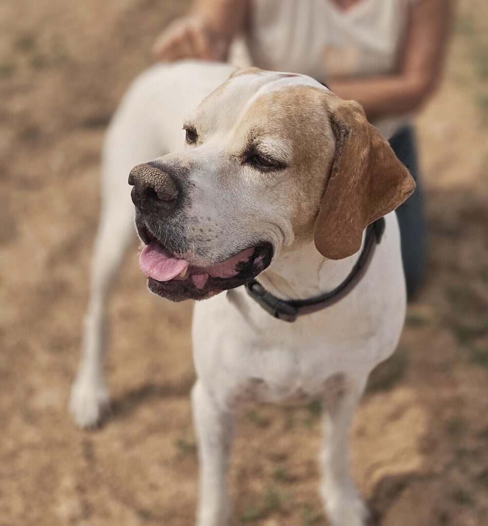 Jojo – English Pointer – (M)